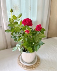 Tanaman hias bunga mawar tanaman hias bunga rose bibit mawar bunga rose mawar hidup bibit bunga mawa