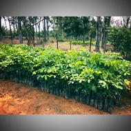 POKOK BENIH GETAH / ANAK GETAH BERPOLIBAG...we provide clone PB 350/314 and KT 3001 and other.....