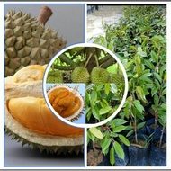 Anak Pokok Durian D200 / Black Thom / Duri hitam /Ochee