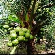 restock BIBIT KELAPA HIJAU HIBRIDA GENJAH/ BIBIT POHON KELAPA HIBRIDA