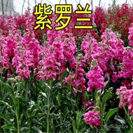 [$9.9 Free Shipping] 100Pc Violet Seeds Indoor Balcony Potted Green Plants $9.9 Free Shipping Flower