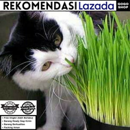 [Paket Lengkap] Rumput Kucing Pot + Media Tanam + Benih Cat Grass - Rumput Kucing 1 Paket /  Catnip / Rumput Kucing 1 Set / Rumput Kucing Benih / Rumput Kucing Murah