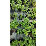 Pokok Bunga Melur Susun Harum Wangi / Melur Rose / Jasminum Sambac Grand Duke Tuscany