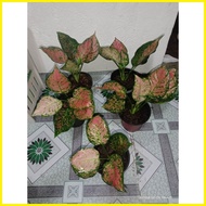 ☆ ▰ ♨ Pink Valentine Aglaonema