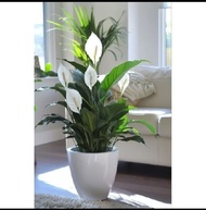 Tanaman Hias Peace Lily / Spatuvilum Tanaman bunga peace Lily