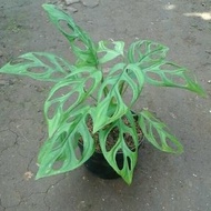 tanaman hias monstera janda bolong-mostera-janda bolong