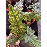 Blooms Nursery Alocasia Jacklyn Live Plant