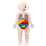 [Xiaobu's Miscellaneous Goods] Textbook Human Organ Model Human Body Model Human Organ Children's To