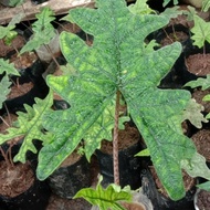 Alocasia Jacklyn Remaja #Gratisongkir