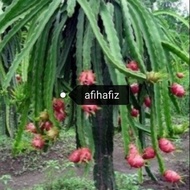 KERATAN POKOK.NAGA BUAH MERAH(8 keratan)