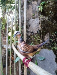 jontrot patung tekukur / tikukur / derkuku jontrot patung tekukur