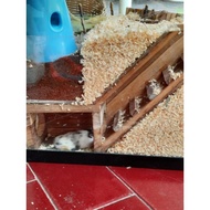 Hamster House Hamster Tunnel Hamster Hide Out