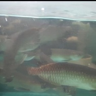 ikan arwana jardini 18-20cm