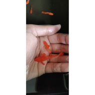 ALBINO KOI GUPPY AQUARIUM ACCESSORIES