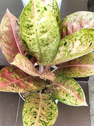 Aglaonema Big Roy or nathalie real and  live plants