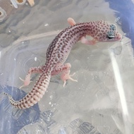 gecko leopard super snow