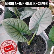 TANAMAN ALOCASIA NEBULA IMPERIALIS SILVER ALOKASIA