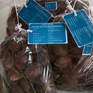 Bibit kecambah pinang Batara 40 biji