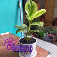 tanaman hias teplan - jade varigata - teplan varigata + pot ukuran 10c