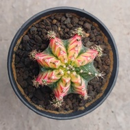 Gymno Miha Multicolor ownroot