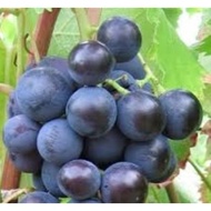 Anak Pokok Anggur Alphonso Lavalle LIVE PLANT