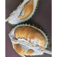 TIADA COD Anak Pokok Durian Xiao Hong L13/D225 Bunga Merah