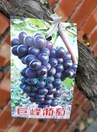心栽花坊-巨峰葡萄/老欉枝幹/水果苗/售價200特價150