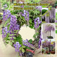 ปลูกง่าย เมล็ดพันธุ์ ดอกวิสทีเรีย สีม่วง (สายพันธุ์เลื้อย) สวยงามดอกไม้ Wisteria-Wisteria Seeds and 