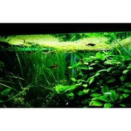 Duckweed - plant aquarium