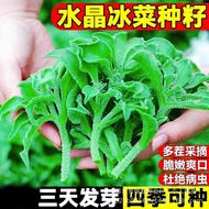 Crystal Ice Vegetable Seeds Ice Vegetable Seeds Ice Grass Vegetable Seeds Original Four Seasons Vege