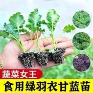 Edible green kale seedlings for all seasons, green and purple kale, pink kale seedlings, spring vege