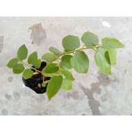 1 anak pokok ceri kampung/ mutingia calabura/ Buah ceri