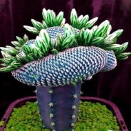 1 Bag Super Rare African Seeds Cactus Succulent Plant Tree Purify Air Bonsai Decor