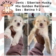 Siberian Husky Mix Golden Retriever Anak Anjing Husky Golden