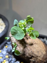 山烏龜(精品)