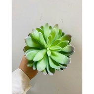 Big petal stone lotus