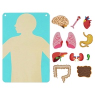 Body Parts Learning Kit / Felt Artcraft Human Anatomy 3D Organ Costume Cognitive Board For Kids Sens