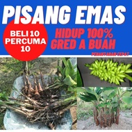 ANAK POKOK PISANG EMAS .POKOK TELAH DI BAJA.PENHANTARAN SATU MALAYSIA
