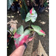 2 leaves above*Caladium Shycool [Live plant and ready stock]