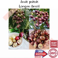 (GG real plant) anak pokok longan brazil  matoa longan 3 rasa cepat berbuah top quality pokok kebun 