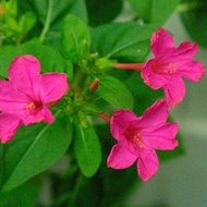 15 เมล็ด ดอกบานเย็น (Mirabilis Jalapa) สายพันธุ์ Purple