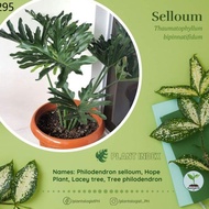 Plants ★PHILODENDRON HOPE SELLOUM (Small - XL) w/ Free Golden Pothos✫