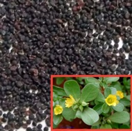Benih Bibit 250 Biji Daun Krokot / Krokot Rumput (Portulaca oleracea) - Mencegah Kanker dan Menurunk
