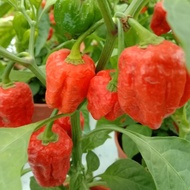 Pokok Cili Habanero Merah <Hot Pepper>