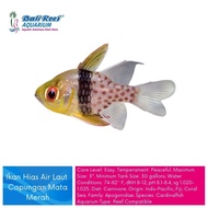 Vichpro Hiasan Aquarium Ikan Hias Air Laut Capungan Mata Merah