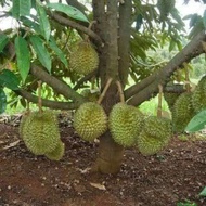 Baja Khas Pokok Durian ( LEKATKAN PUTIK DAN BANYAKKAN BUAH)