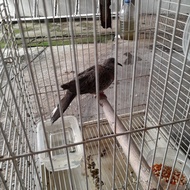 Burung Tekukur kuk 2 real / murni