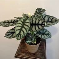 Terlaris Alocasia silver dragon alocasia dragon silver alocasia