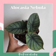 อโลคาเซีย หนังช้าง ซิลเวอร์ดราก้อน alocasia silver dragon &amp; Alocasia Nebula มาในกระถางพร้อมตั้ง