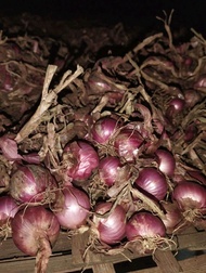 Promo Bibit bawang merah 1 kg UMKM lokal siap tanam>Benih bawang merah garut